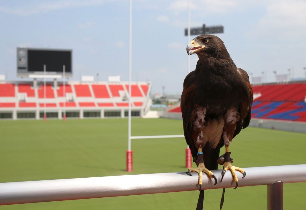 Hawk in Stadium