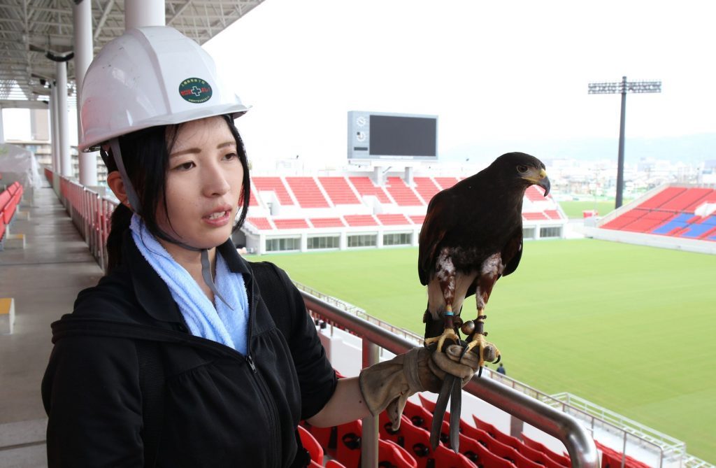 Hawk in Stadium