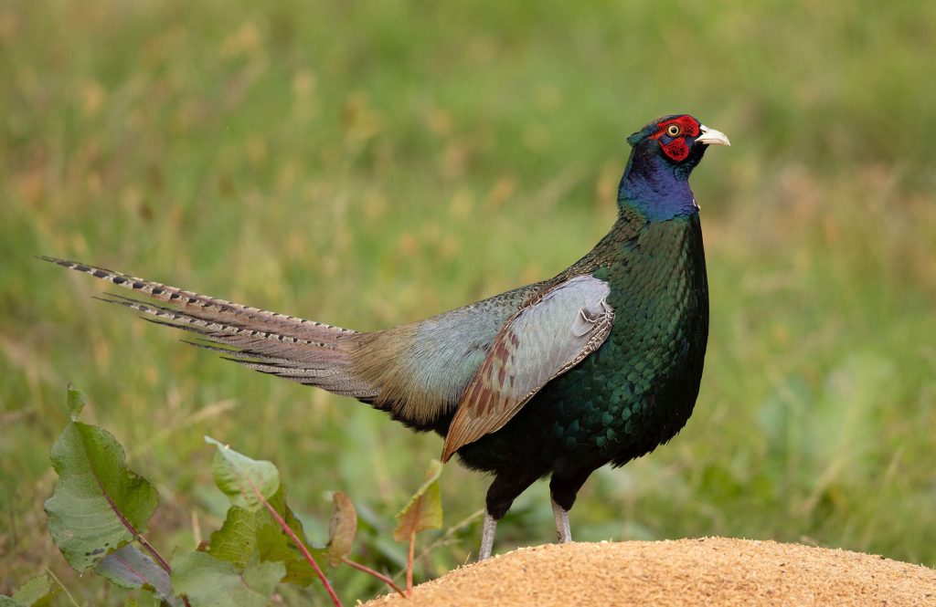 japan national bird