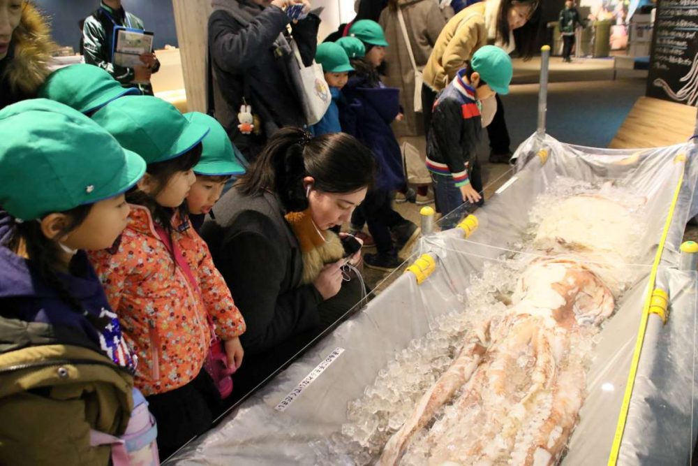Giant Squids Washed Ashore Give Scientists New Clues » Japan 2 Earth