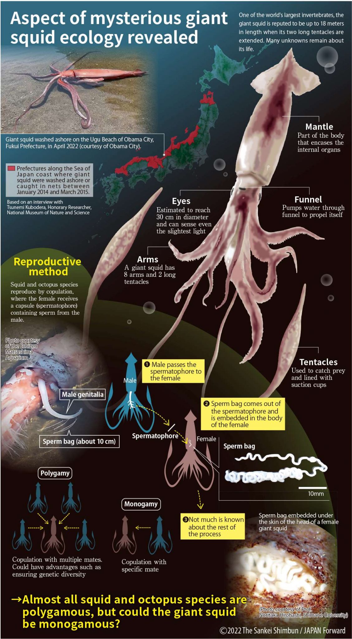 Scientists+Discover+New+Species+of+Giant+Squid