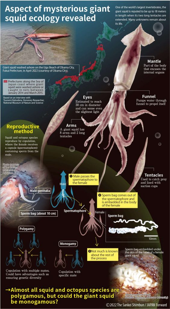 Huge squid caught, could be biggest ever