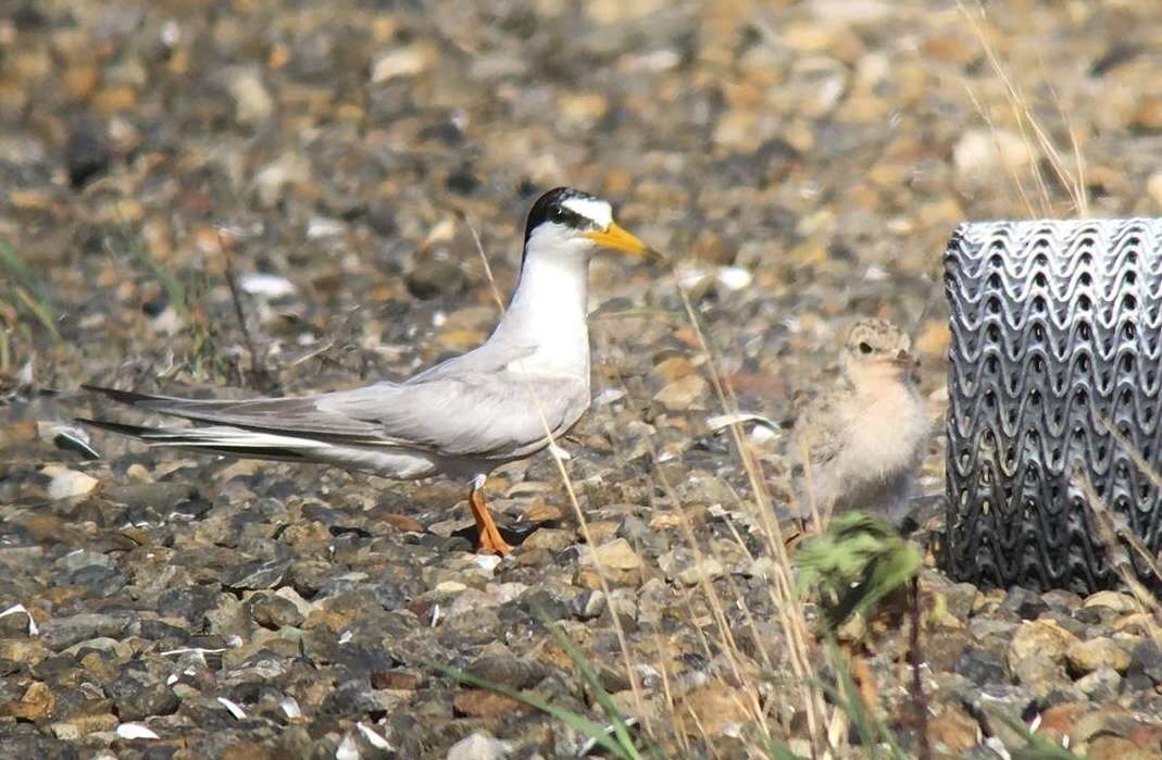 little tern