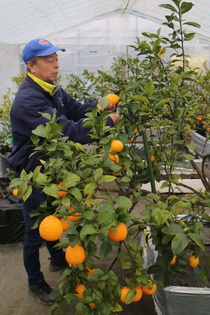 'snow country' lemons