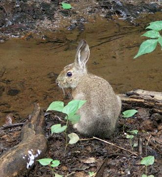 Japanese hare