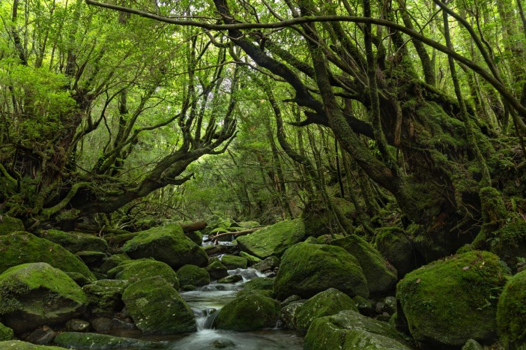 Yakushima