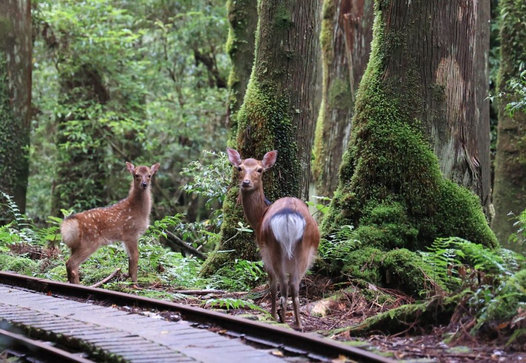 Yakushima