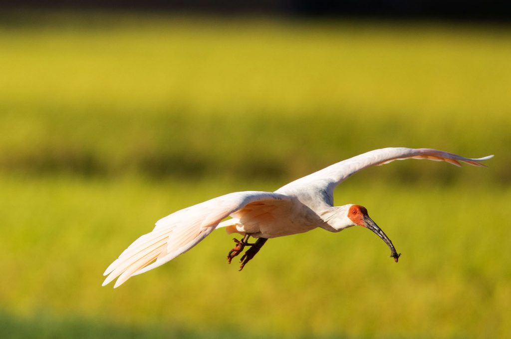 crested ibis