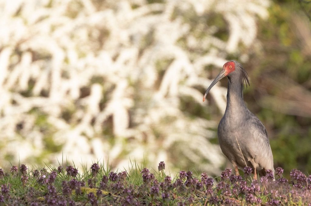 A dark grey crested ibis with a red face stands quietly in a growth of purple flowers.