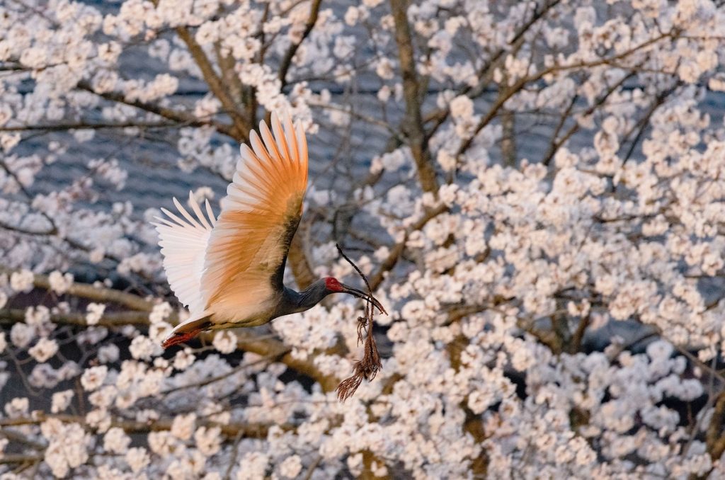 A crested ibis with a branch in its beak flies against a backdrop of cherry blossoms in full bloom.