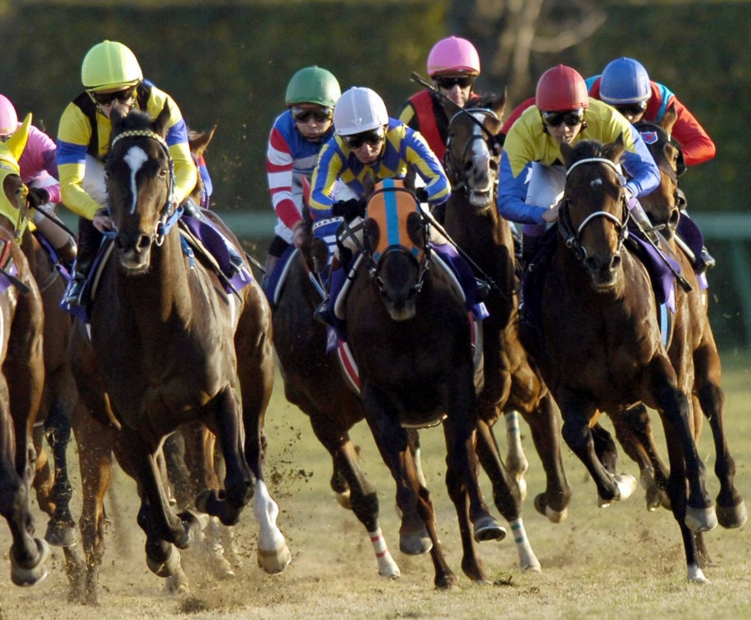 [ODDS and EVENS] Horse Racing Bloodlines of the Japan Cup SportsLook