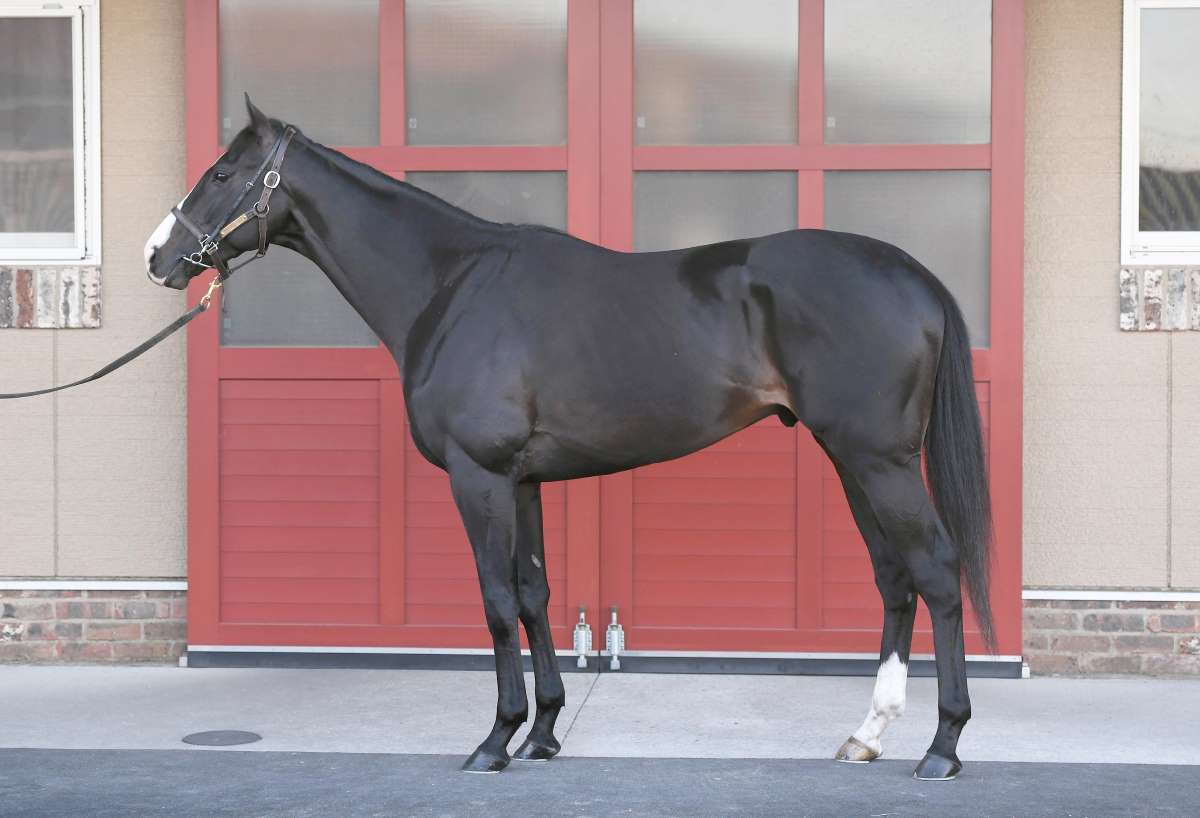 Equinox Returns to the Spotlight at the Arima Kinen After Skipping the