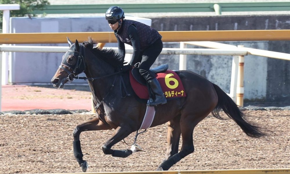 Queen Elizabeth II Cup Preview: Geraldina Chases Repeat