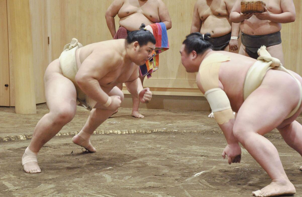 sumo