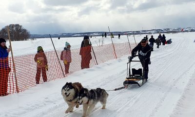 dogsled