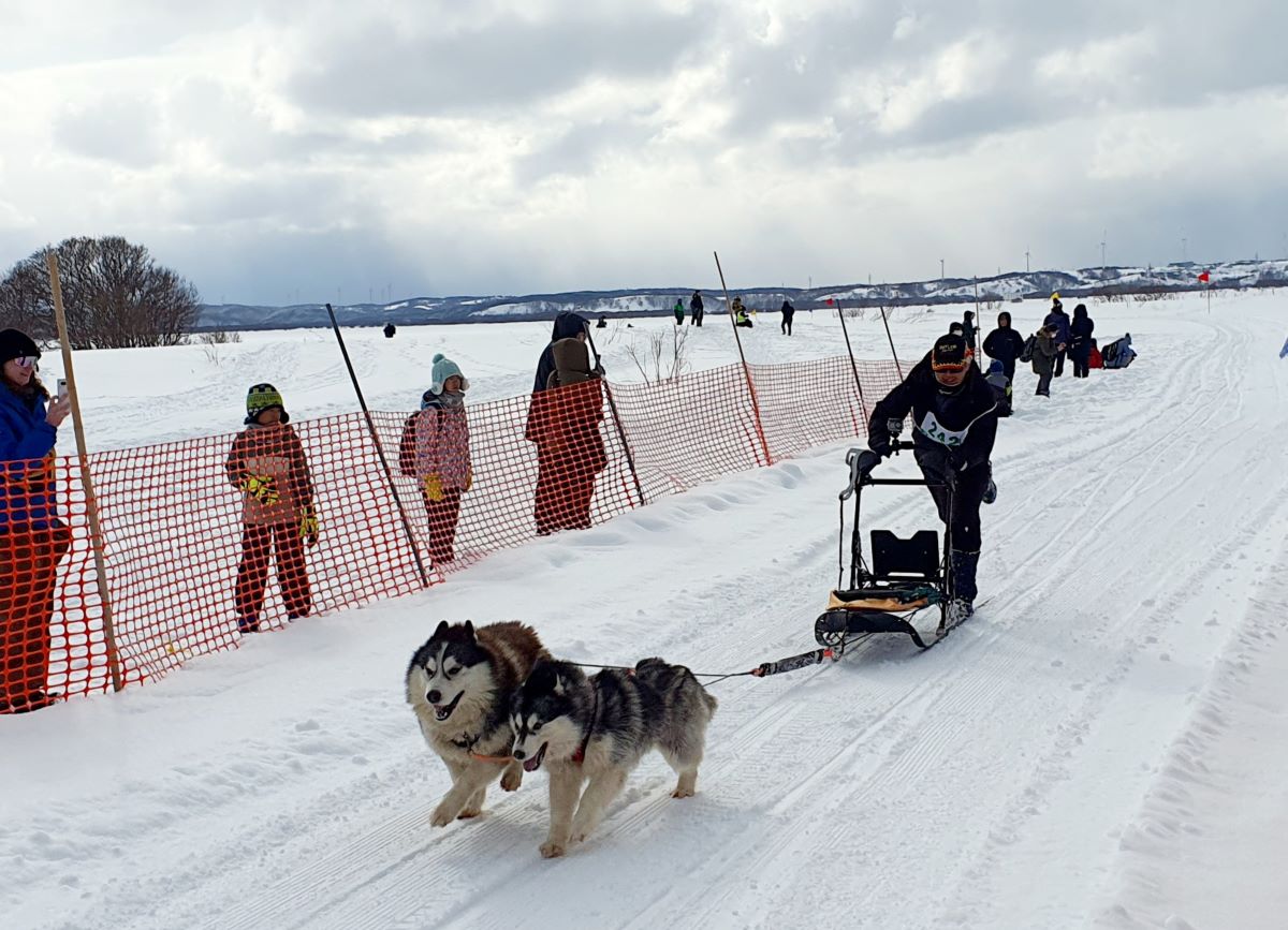 dogsled