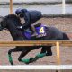 Tenno Sho