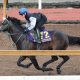 NHK Mile Cup