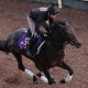 Tokyo Yushun