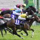 NHK Mile Cup