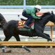 Yushun Himba