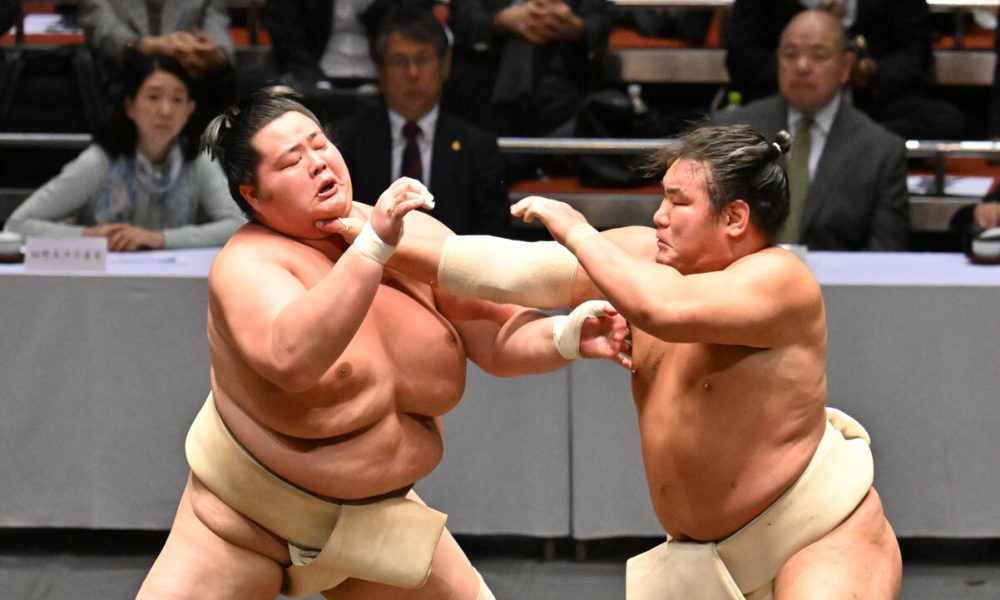 sumo
