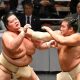 sumo