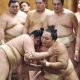 sumo