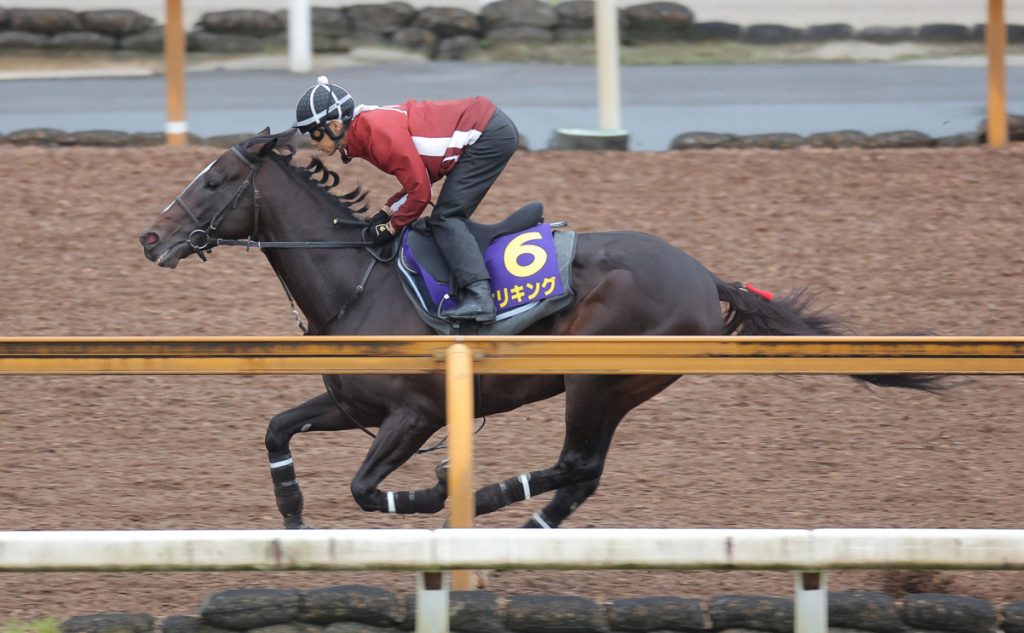 Kikuka Sho