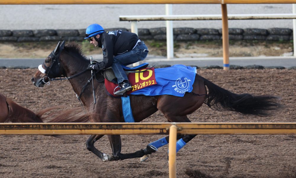 Queen Elizabeth II Cup