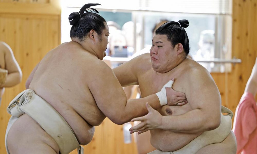 sumo