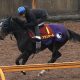 Hanshin Juvenile Fillies
