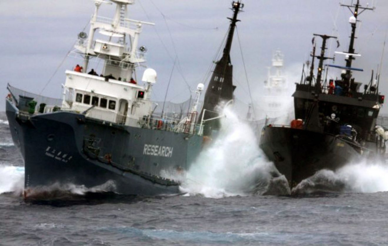 Anti-whalers clash with Japan's whaling fleet