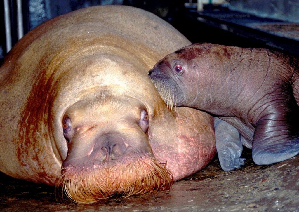 Kamogawa Sea World has a long history of successfully caring for its animals. Here, “Chuckie,” the first walrus born in Japan, snuggles up to mother “Muck,” June 19, 1996