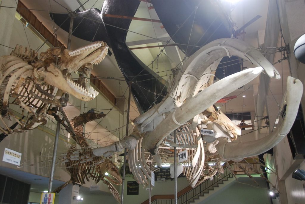 Whale Skeletons in Taiji Whale Museum