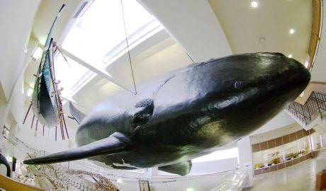 Right Whale Model in Taiji Whale Museum