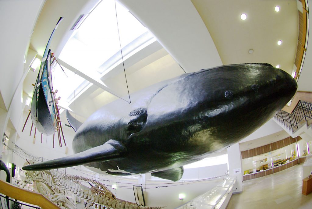 Right Whale Model in Taiji Whale Museum