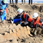 gray whale dig