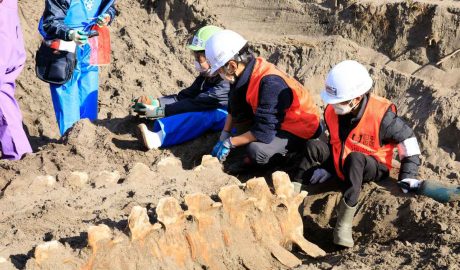 gray whale dig